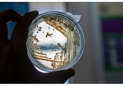 Contrefaçon d'antibiotique : Un péril silencieux pour la santé mondiale image